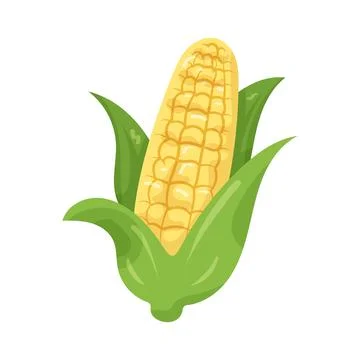 Illustration of corn Stock Illustration