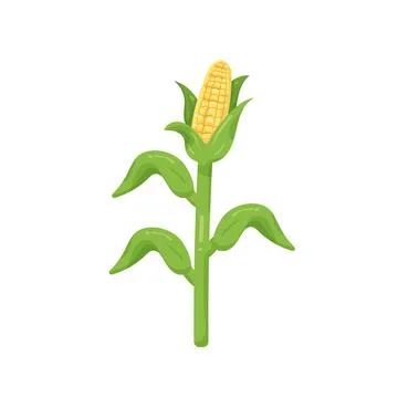 Illustration of corn stalk Stock Illustration