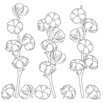 Illustration with cotton branches. Set of vector isolated objects. Illustrazione stock