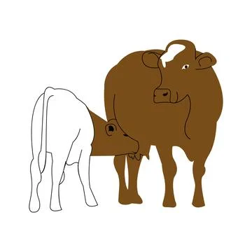 Illustration of a cow 스톡 일러스트