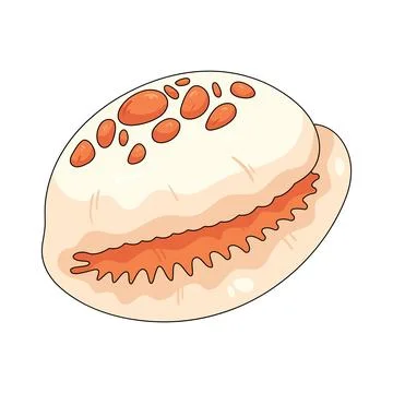 Illustration of cowrie shell Stock Illustration