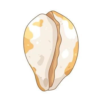Illustration of cowrie shell Stock Illustration