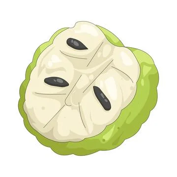 Illustration of custard apple Stock Illustration