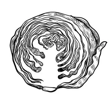 Illustration cutting Cabbage - Hand drawn Vector Stock Illustration