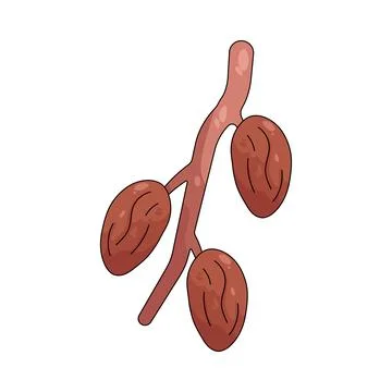 Illustration of Dates fruit 스톡 일러스트