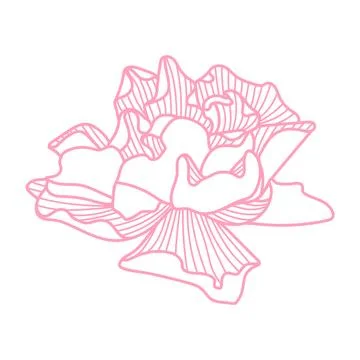 Illustration of delicate rose. Stock Illustration