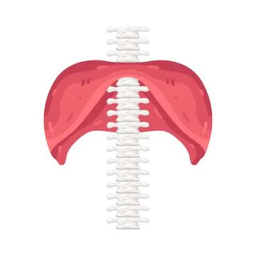 Illustration of Diaphragm Stock Illustration