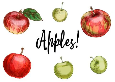 Illustration with different apples, red and green isolated on white backgroun Stock Illustration