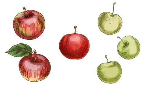 Illustration with different apples, red and green isolated on white backgroun Stock Illustration