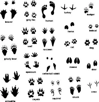 Illustration of different type of animal tracks Stock Illustration