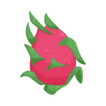 Illustration of dragon fruit Stock Illustration