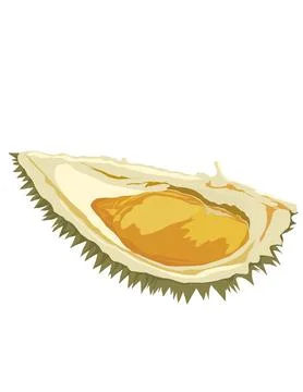 Illustration of durian. Stock Illustration