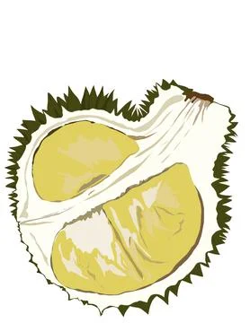 Illustration of durian. Stock Illustration