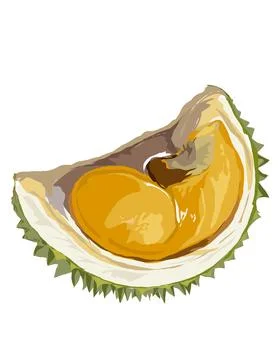 Illustration of durian. Stock Illustration