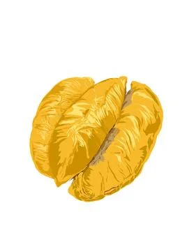 Illustration of durian. Stock Illustration