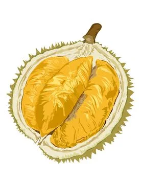 Illustration of durian. Stock Illustration