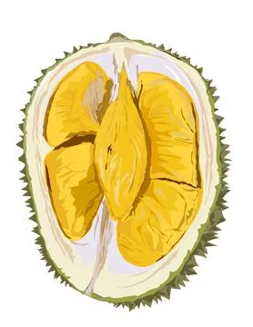 Illustration of durian. Stock Illustration