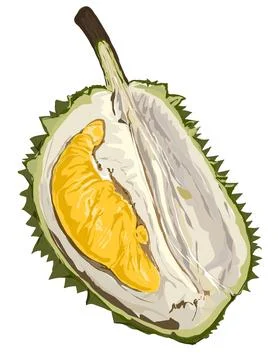 Illustration of durian. Stock Illustration