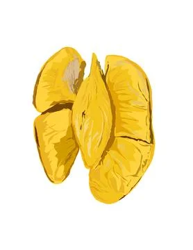 Illustration of durian. Stock Illustration