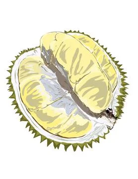Illustration of durian. Stock Illustration