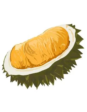 Illustration of durian. Stock Illustration
