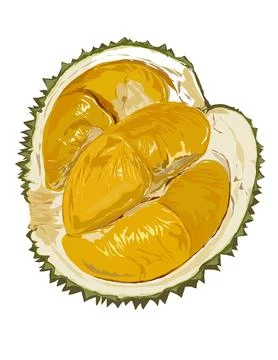 Illustration of durian. Stock Illustration