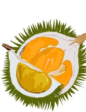 Illustration of durian. Stock Illustration