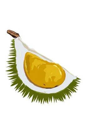 Illustration of durian. Stock Illustration