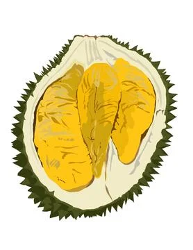 Illustration of durian. Stock Illustration