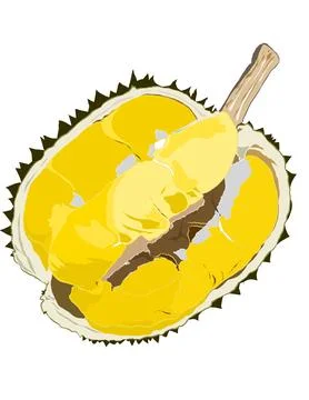 Illustration of durian. Stock Illustration