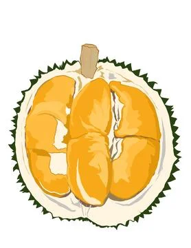 Illustration of durian. Illustrazione stock