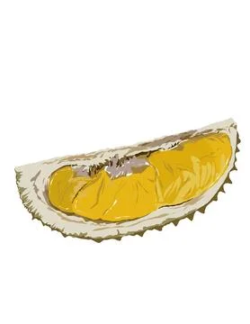 Illustration of durian. Stock Illustration