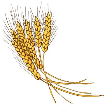 Illustration with ears of wheat Stock Illustration
