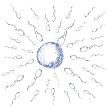 Illustration of egg and sperm Stock Illustration