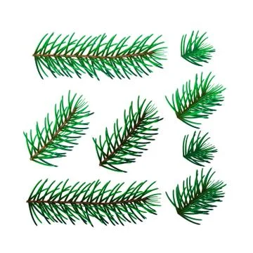 Illustration of eight spruce twigs Stock Illustration