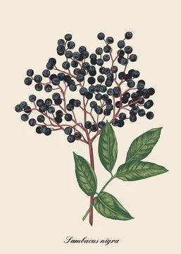 Illustration of elderberry berry. Illustrazione stock