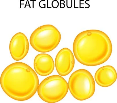 Illustration of fat globules Stock Illustration