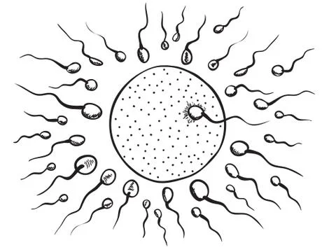 Illustration of fertilization Stock Illustration