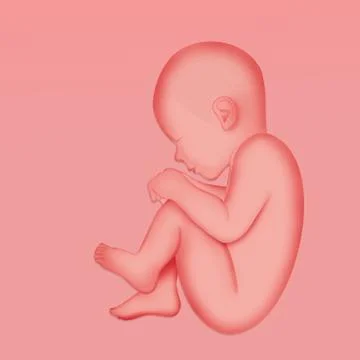 Illustration of fetus Stock Illustration