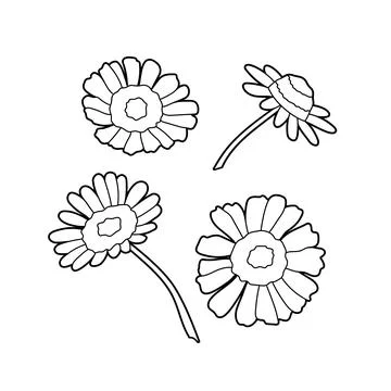 Illustration of a field daisy on a white background Stock Illustration