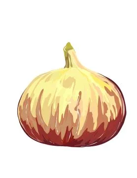 Illustration of Fig Stock Illustration
