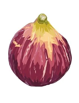 Illustration of Fig Stock Illustration