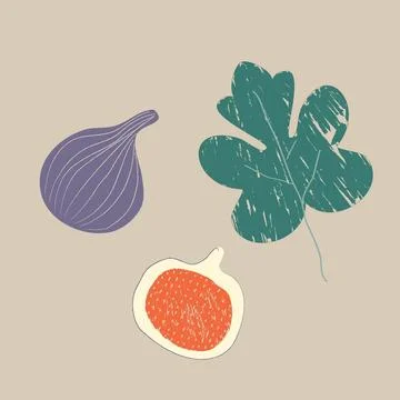 Illustration of Figs and Leaf Stock Illustration