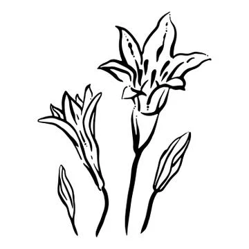 Illustration of a flower Stock Illustration