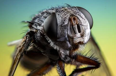 Illustration of a fly macro shot Stock Illustration