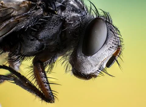 Illustration of a fly macro shot Stock Illustration