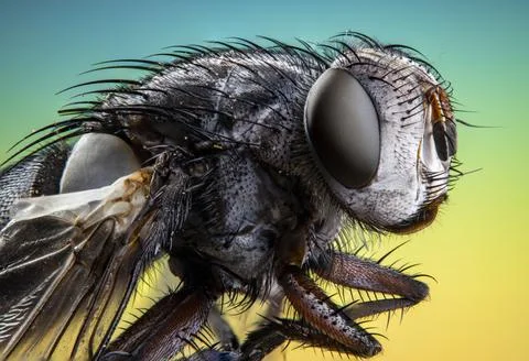 Illustration of a fly macro shot Stock Illustration