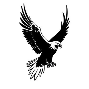 Illustration of flying eagle in black and white style. Illustrazione stock