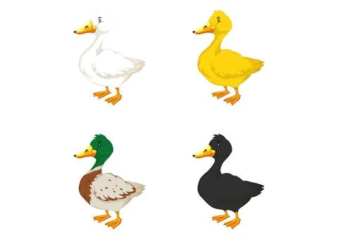 Illustration of four different colored ducks on a white background Stock Illustration