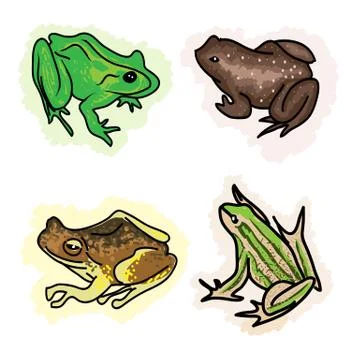 An Illustration Four Different Type of Frogs Stock Illustration